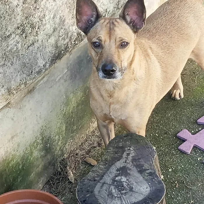 Cachorro ra a SRD-ViraLata idade 6 ou mais anos nome Caramelo