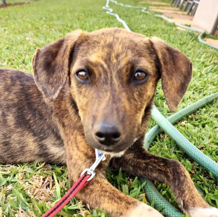 Cachorro ra a Mestico  idade 7 a 11 meses nome Peter 