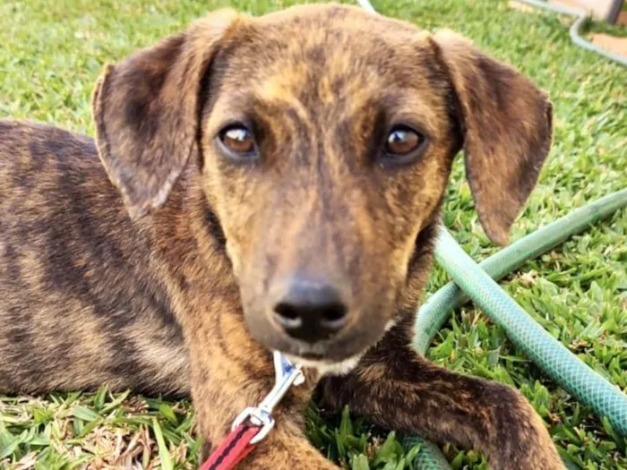 Cachorro ra a Mestico  idade 7 a 11 meses nome Peter 