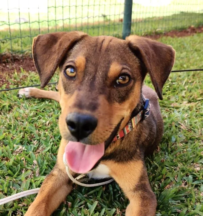 Cachorro ra a Mestico  idade 7 a 11 meses nome Dudu 