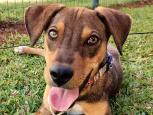 Cachorro raça Mestico  idade 7 a 11 meses nome Dudu 
