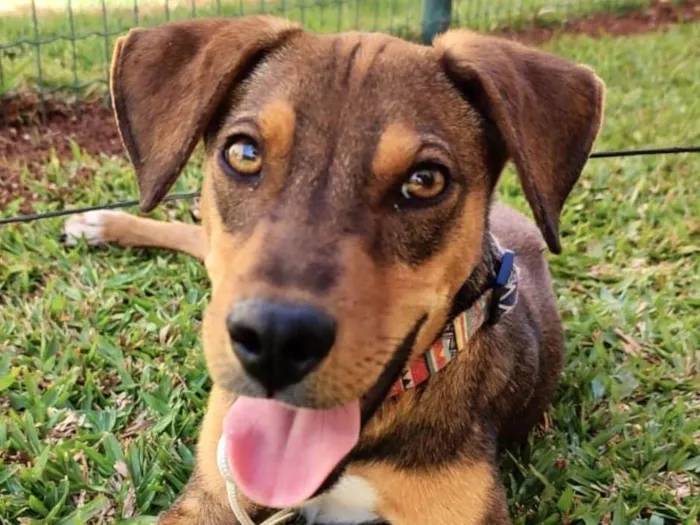 Cachorro ra a Mestico  idade 7 a 11 meses nome Dudu 