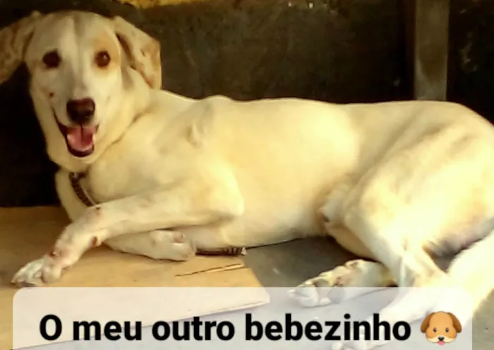 Cachorro ra a SRD-ViraLata idade 5 anos nome Faisca