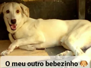 Cachorro raça SRD-ViraLata idade 5 anos nome Faisca