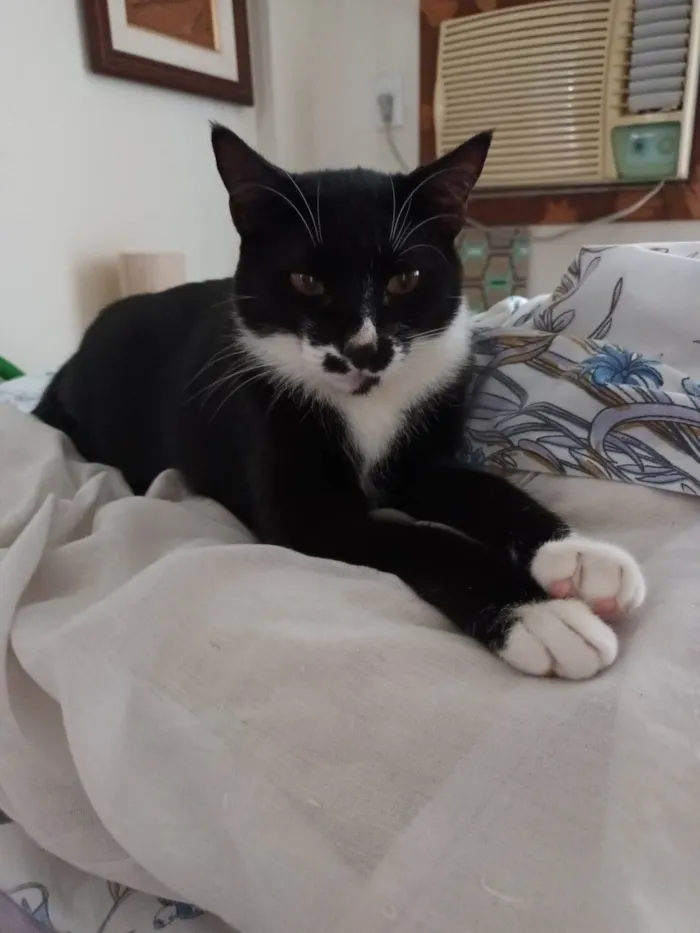 Gato ra a Srd idade 1 ano nome Pingo