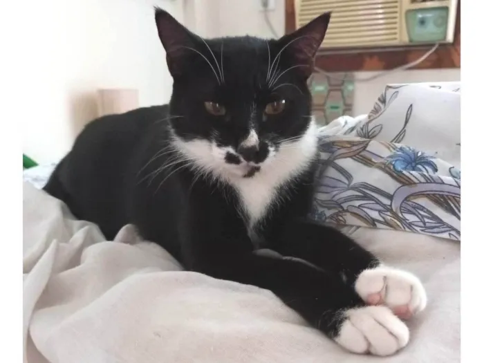 Gato ra a Srd idade 1 ano nome Pingo