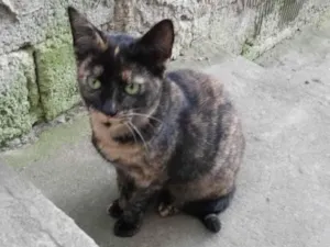 Gato raça Sem raça idade 7 a 11 meses nome Manchada