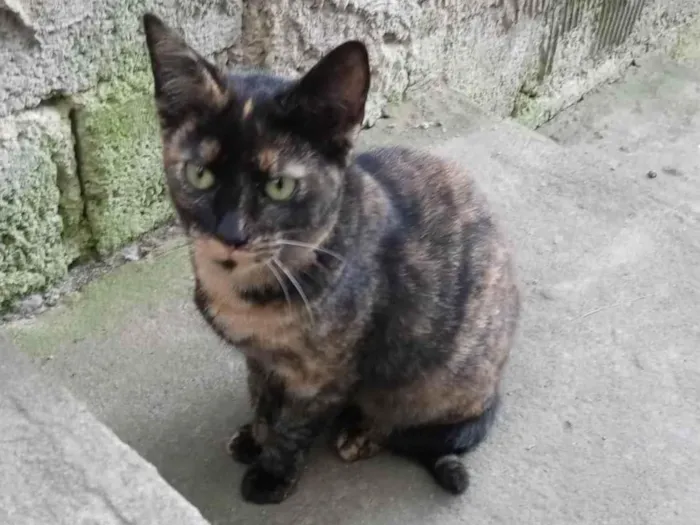 Gato ra a Sem raça idade 7 a 11 meses nome Manchada