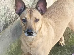 Cachorro raça SRD-ViraLata idade 6 ou mais anos nome Caramelo