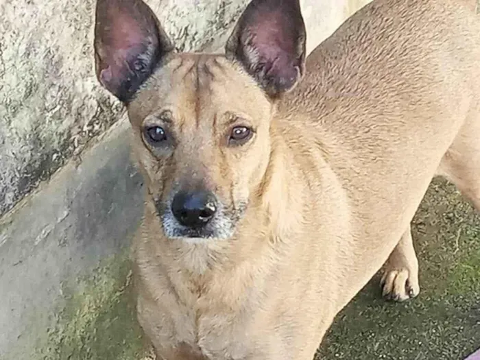 Cachorro ra a SRD-ViraLata idade 6 ou mais anos nome Caramelo