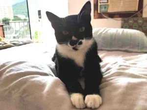 Gato raça Srd idade 1 ano nome Pingo