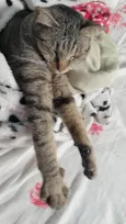 Gigi