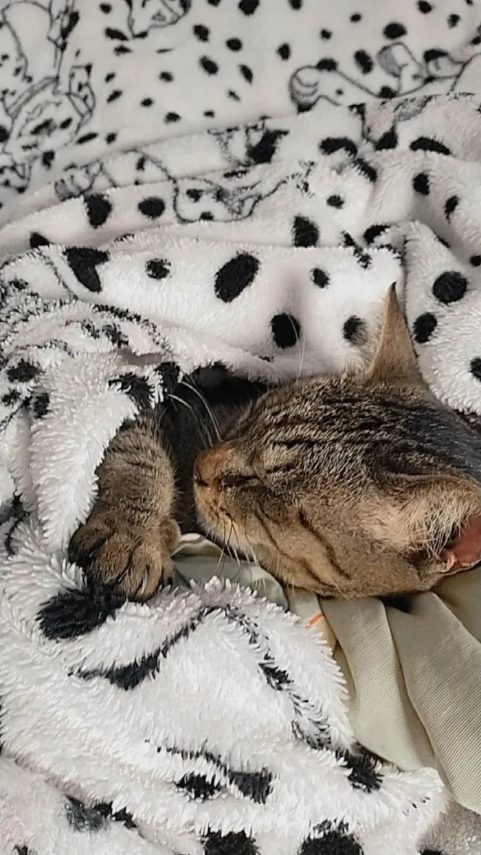 Gato ra a  idade 7 a 11 meses nome Gigi