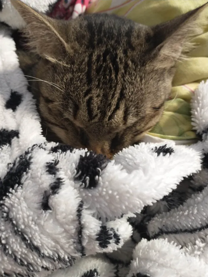Gato ra a  idade 7 a 11 meses nome Gigi