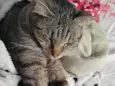 Gigi