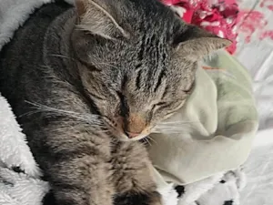 Gato raça  idade 7 a 11 meses nome Gigi