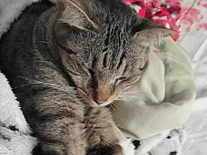Gato ra a  idade 7 a 11 meses nome Gigi