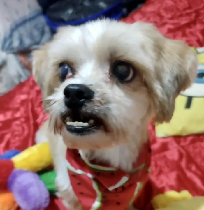 Cachorro ra a Mestico  idade 4 anos nome Petit 