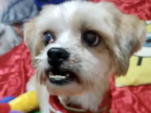 Cachorro raça Mestico  idade 4 anos nome Petit 