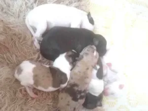 Cachorro raça Pequena idade Abaixo de 2 meses nome Não tem