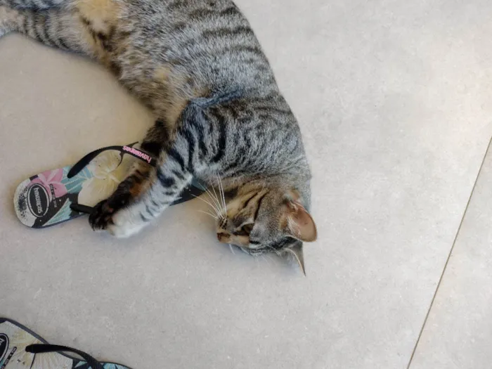 Gato ra a SRD idade 1 ano nome Júnior