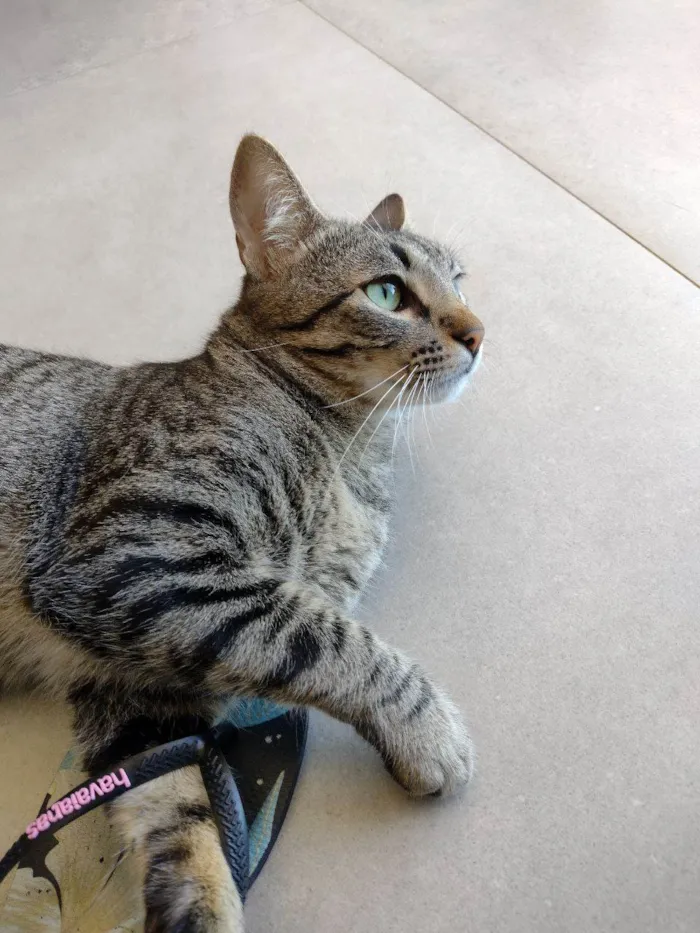 Gato ra a SRD idade 1 ano nome Júnior