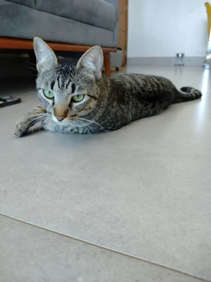 Gato ra a SRD idade 1 ano nome Júnior