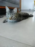 Júnior