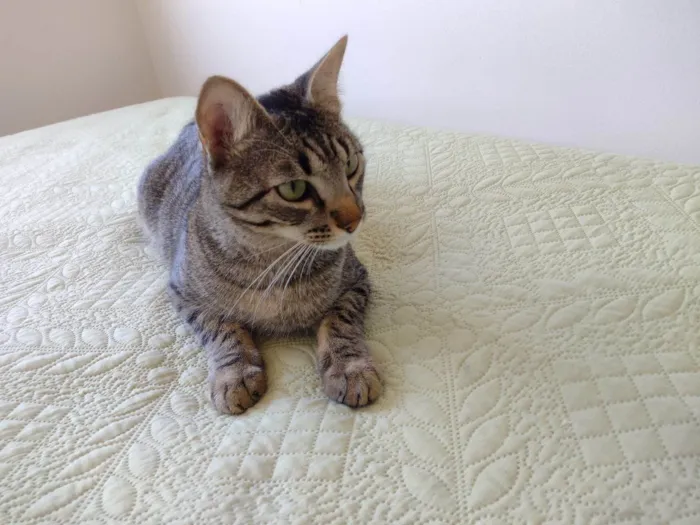 Gato ra a SRD idade 1 ano nome Júnior