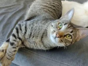 Gato raça SRD idade 1 ano nome Júnior