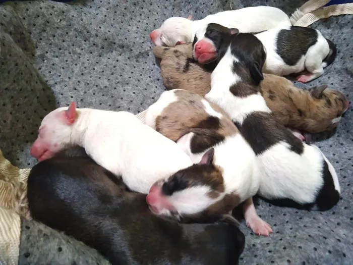Cachorro ra a Pequena idade Abaixo de 2 meses nome Não tem