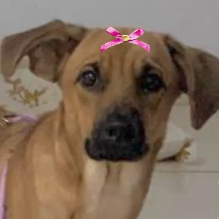 Cachorro ra a Mestica  idade 7 a 11 meses nome Kim 