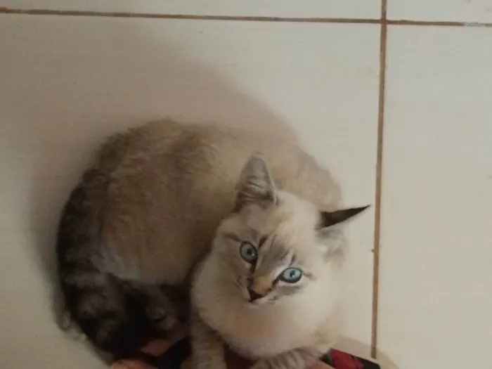 Gato ra a SRD-ViraLata idade 2 a 6 meses nome Docinho 