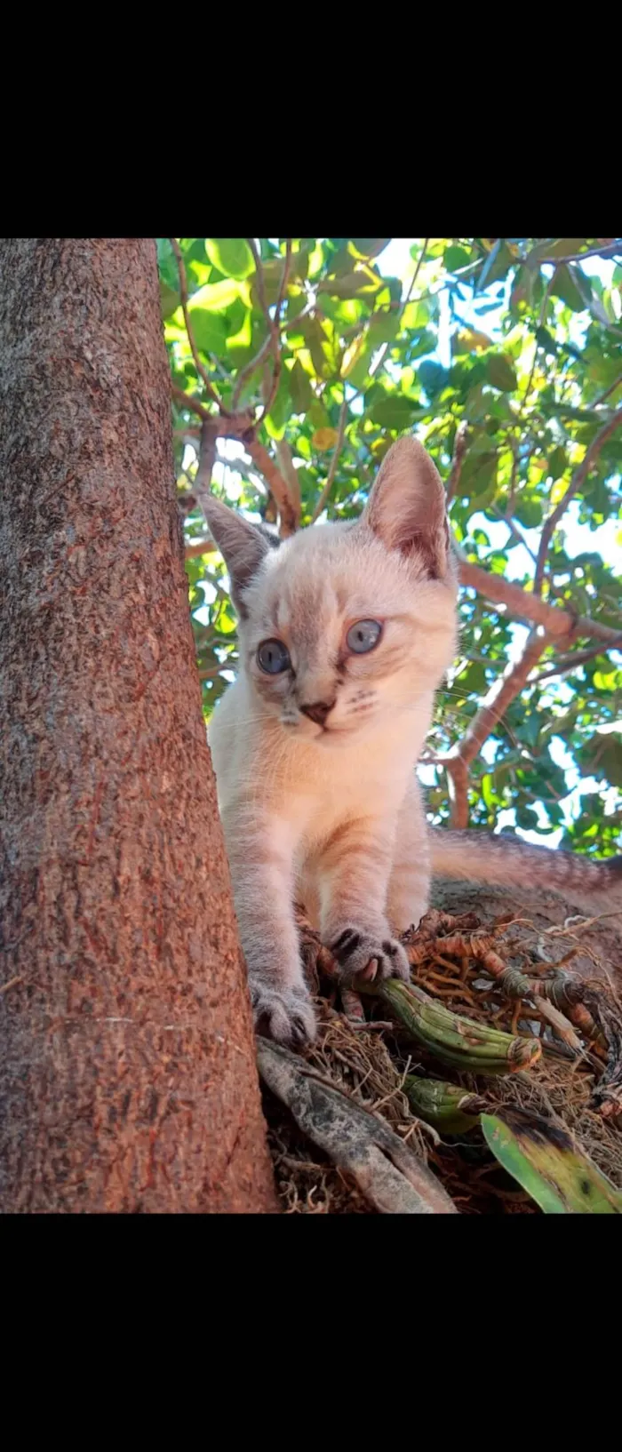 Gato ra a -Vira Lata idade 2 a 6 meses nome Lindinha 