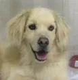 Apolo 