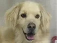 Apolo 