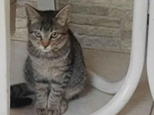 Gato raça ViraLata idade 2 a 6 meses nome Florzinha 