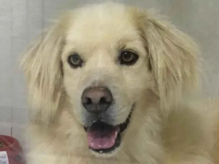 Cachorro ra a Mestico  idade 7 a 11 meses nome Apolo 