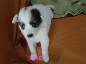 Cachorro raça SRD-ViraLata idade Abaixo de 2 meses nome Loren