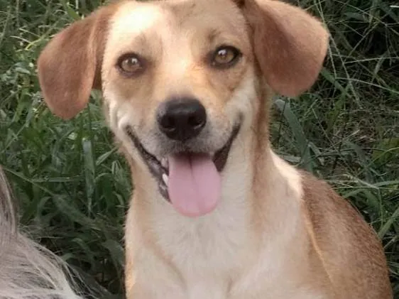 Cachorro ra a Srd idade 2 anos nome Carmela 