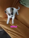 Brisa