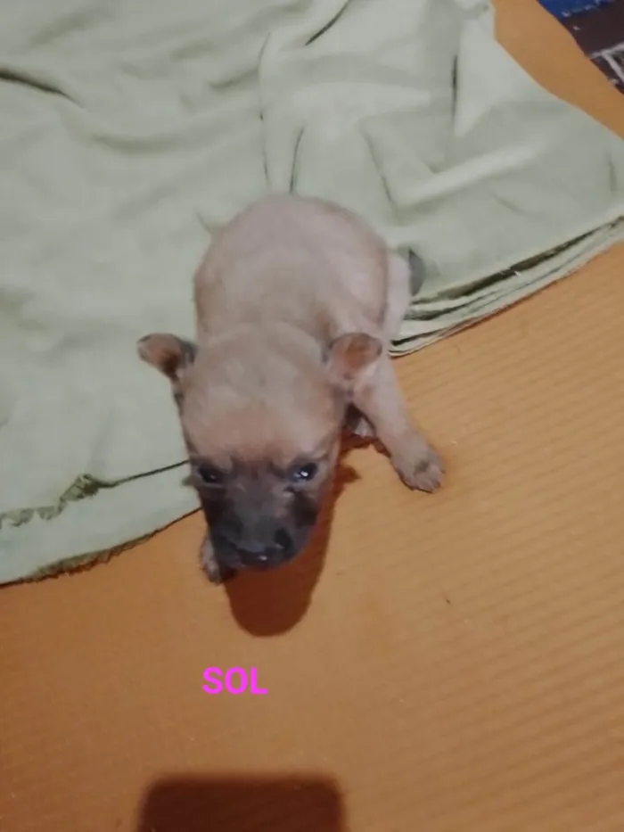 Cachorro ra a SRD-ViraLata idade Abaixo de 2 meses nome Sol