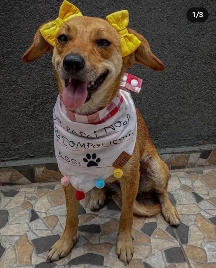 Cachorro ra a Srd idade 2 anos nome Carmela 