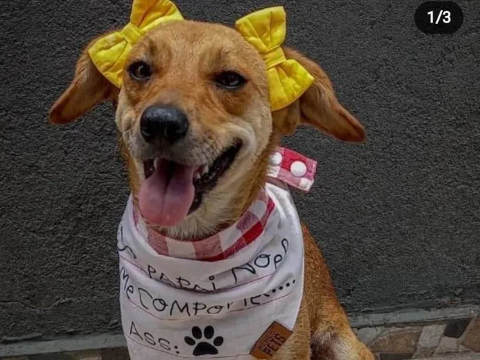 Cachorro ra a Srd idade 2 anos nome Carmela 