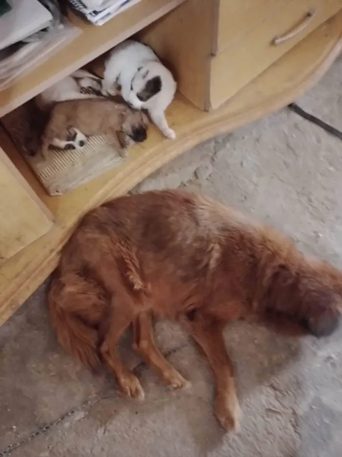 Cachorro ra a SRD-ViraLata idade Abaixo de 2 meses nome Sol
