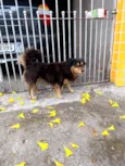 Neguinho