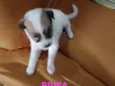 Brisa