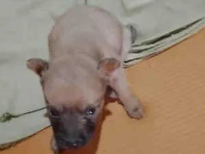 Cachorro raça SRD-ViraLata idade Abaixo de 2 meses nome Sol