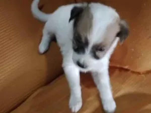 Cachorro raça SRD-ViraLata idade Abaixo de 2 meses nome Brisa