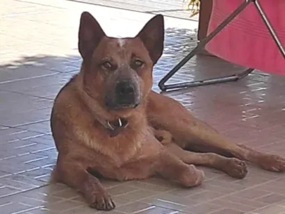Cachorro raça Australian idade 1 ano nome Spock 